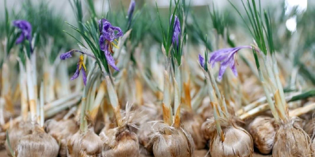 Dünyanın en değerli baharatına yeni boyut! Topraksız yetiştirdi, 1 milyondan fazla gelir sağladı: Hedefi üretimi artırmak 4